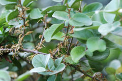 Scurrula parasitica